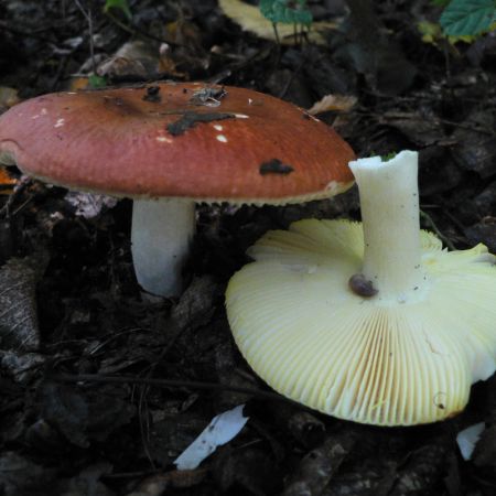 Russula aurea